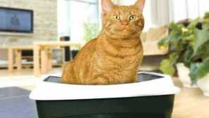 Изберете тоалетна селекция